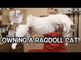 They are not overly demanding or hyper but they do enjoy attention and affection from their companions. Owning A Ragdoll Cat The Most Beautiful Cat Breed Youtube