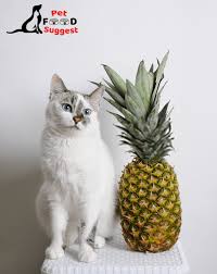 Can cats eat raw fish? 15 Fruits That Cats Can Eat Pet Food Suggest