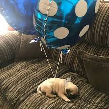 pin de isaiah bays en pug regalo perro perros rottweiler perros