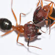 Carpenter ant