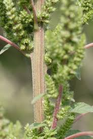 Image result for Amaranthus hybridus