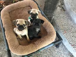 What better way to celebrate national puppy day than with a ton of puppies! National Puppy Day 2019 Full Of Celebrations For Dogs