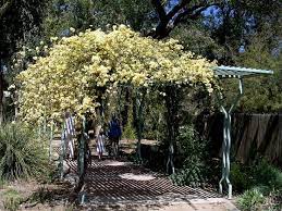 Lady Banks Rose Growing On Steel Trellis These Ladies Get Very Heavy And Nothing Less Will Suffice Lady Banks Rose Diy Garden Trellis Artificial Indoor Trees