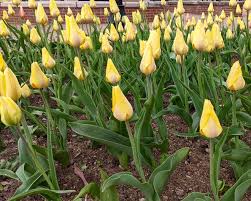 We did not find results for: Tulips Expected To Reach Peak Bloom In Late April Early May