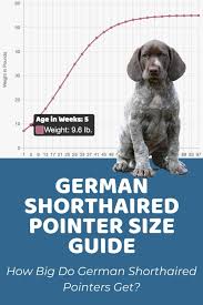 While a hunting breed that retains strong drive to find and chase game, they are extremely energetic and can excel at. German Shorthaired Pointer Size Guide Puppy Weight Calculator