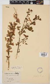 Image result for Grona ramosissima