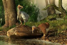 These 10 Birds Went Extinct Thanks To Humans And Cats Rare Animals Animals Fun Facts About Animals