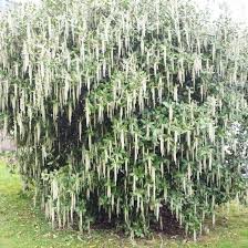 Garrya Elliptica James Roof Arbuste Persistant A Floraison Hivernale En 2020 Avec Images Arbuste Persistant Arbuste Persistant