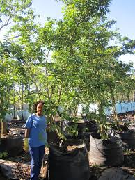 Image result for Halleria lucida