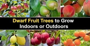 We did not find results for: Dwarf Fruit Trees To Grow Indoors Or Outdoors With Pictures
