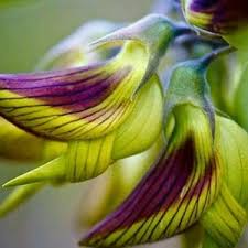 Image result for Crotalaria pudica