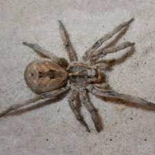 Spiders In Arizona Species Pictures