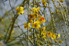 Image result for Parkinsonia aculeata