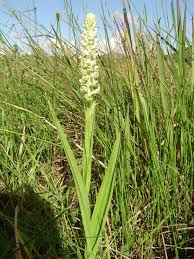 Image result for Satyrium trinerve