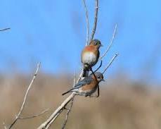 Image of Urban park with birds