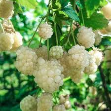 Snowbank White Blackberry Available At One Green World In 2020 Berry Plants Blackberry Varieties Blackberry Plants
