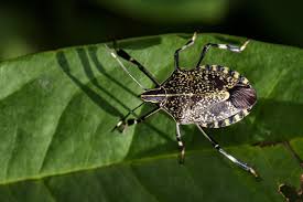 And obviously, you don't want stink here at pest control faq, you will find the right answers to your pest control questions. What To Do About Beetles In The House Environmental Pest Management