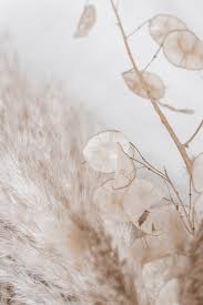 Aesthetic wallpapers only the best aesthetic wallpapers. Beige Aesthetic Wallpaper Enjpg
