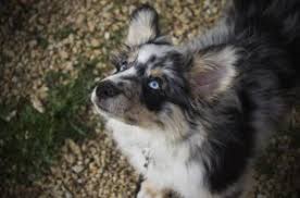 Miniature Aussiedoodle Dog Breed Health Training Feeding Puppies And Temperament Petguide
