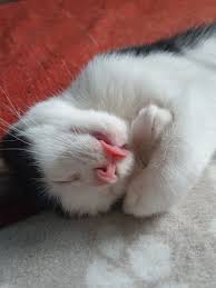 goodnight sweetheart sleeping cat kitty blep kitten care cute cats and kittens newborn kittens