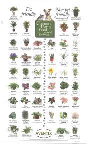 Pet Friendly And Not So Pet Friendly House Plants Indoor Plants Pet Friendly Plants Safe House Plants