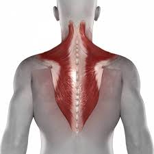 It hurts below my left shoulder blade, there is no position i can sit/stand/lie in that doesn't hurt. The Dynamic Duo Of Shoulder Impingement Breaking Muscle