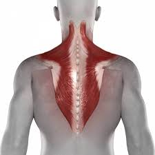 The bones of the pectoral girdles, consisting of the clavicle (collar bone) and scapula (shoulder in addition to moving the arm and pectoral girdle, muscles of the chest and upper back work together as a group to support the vital process of breathing. The Dynamic Duo Of Shoulder Impingement Breaking Muscle