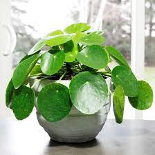 Pilea Peperomioides Care Tips Pilea Houseplants Plants Houseplant Blog Chinese Money Plant Pancake Plant Visit W Peperomia Plant Money Tree Plant Plants