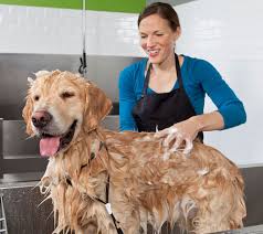 Filter by popular features, pricing options, number of users, and read reviews from real users and find a tool. Pet Grooming In Doylestown Pa Holiday House Pet Resort