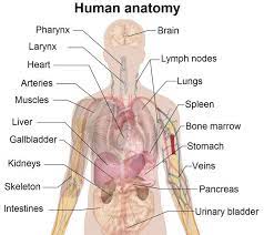 28.02.2017 · find a great range of the diagram of human body and anatomy diagrams in the following pictures. Human Body Diagram Labeled Organs Human Body Diagram Labeled Organs Human Body Diagram Human Body Organs Anatomy Organs