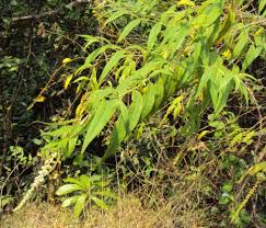 Image result for Buddleja asiatica