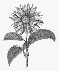 Sunflower Png Black N White Free Transparent Clipart Clipartkey Including transparent png clip art, cartoon, icon, logo, silhouette, watercolors, outlines, etc. sunflower png black n white free
