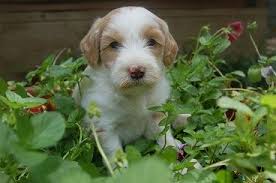 Blue skye doodles mini & medium bernedoodles and aussie mountain doodles. Skyedoodles Com Small Parti Boy Is Almost Ready To Go Home Labradoodle Australian Labradoodle Puppies Puppy Labradoodle Australian Labradoodle Puppies