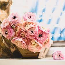 Some Pretty Pink Ranunculus For You Lovely Instaladies And Instalads You Are Radiant With Charms Pretty In Pink Have A Good Weekend Instagram