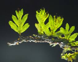 Image result for Crepidomanes chevalieri