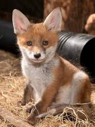 Good morning 🌅 this is my fox visitor beautiful eh!!!