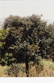 Image result for Parinari