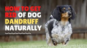 Zeichner says it could potentially help: How To Get Rid Of Dog Dandruff At Home 9 Natural Ways Youtube