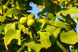 Image result for Juglandaceae