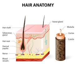 If your strand appears thick next to the thread it means you have a coarse (thick) hair structure. Hair Structure Everything You Need To Know