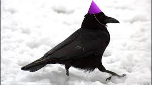 Crow Wearing A Party Hat Crow Funny Animals Cute Animals