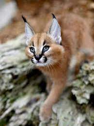 12 2018 Felids Ideas Cats Wild Cats Animals