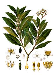 Image result for Lauraceae