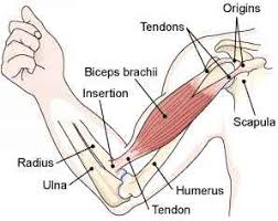 Tendons and ligaments are bands of connective tissue that help stabilize the body and allow movement. Biceps Tendon Tear At The Elbow Dr Groh