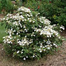 Viburnums can be evergreen or deciduous shrubs, providing attractive foliage, flowers and fruits in the garden. Steady Eddy Doublefile Viburnum Viburnum Plicatum Var Tomentosum Proven Winners