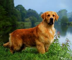 L Elevage Des Jardins D Epona