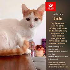 To learn more about each adoptable cat, click on the i icon for some fast facts or click on their name or photo for full details. Adopt Don T Shop The Cats And Dogs That Need Homes In The Uae The National