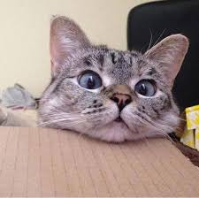 koshka nala wiki koshachij dvorik amino