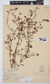 Image result for Radinosiphon leptostachya