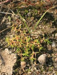 Image result for Crassula morrumbalensis